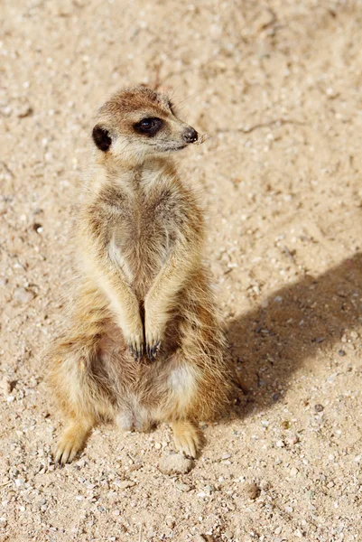 stock image Portrait of Meerkat