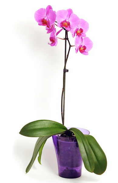 Fleur d'orchidée rose — Photo