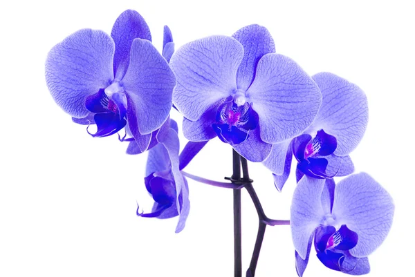 Bella orchidea blu — Foto Stock