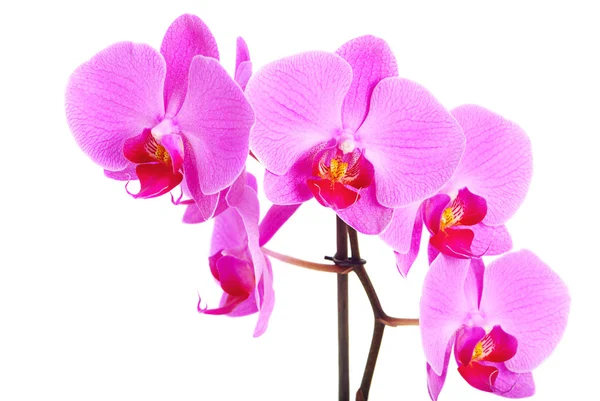 Schöne rosa Orchidee — Stockfoto