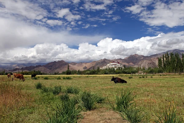 Pastureland in Himalayas — Stock Photo, Image
