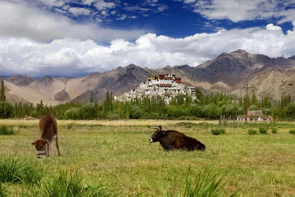 Pastos en el Himalaya — Foto de Stock