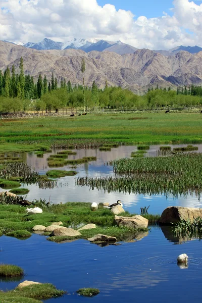 Landscape with lake on mountain background — Stock Photo, Image