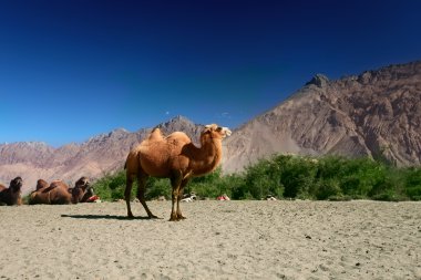 Camels on the Nubra Valley clipart