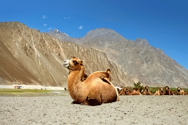 Kameler på nubra valley — Stockfoto