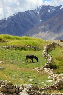 With donkey on an meadow. Himalayas.