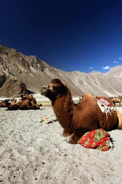 Καμήλες στην έρημο — Φωτογραφία Αρχείου