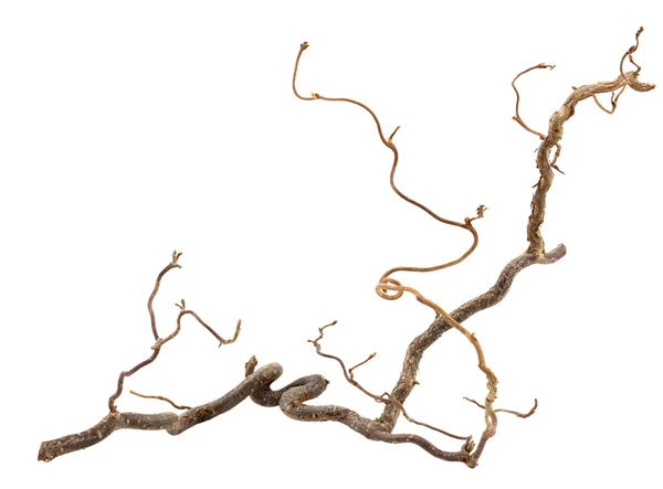 Leszczyny korkociąg — Zdjęcie stockowe