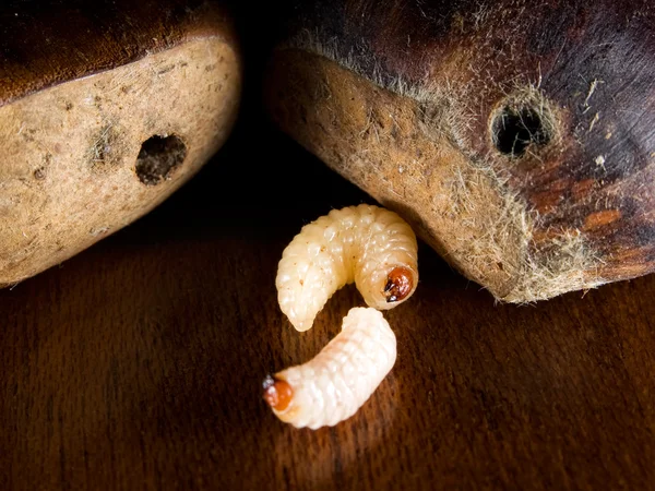 Chestnut worms — Stock Photo, Image