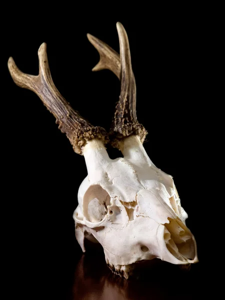 シカの頭骨 — ストック写真