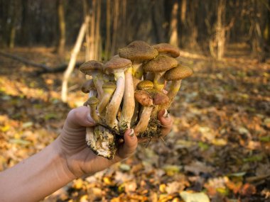 Forest mushrooms clipart