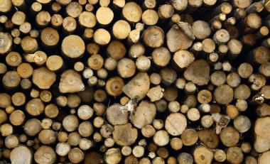 Sawn ends of tree trunk and boles log decked