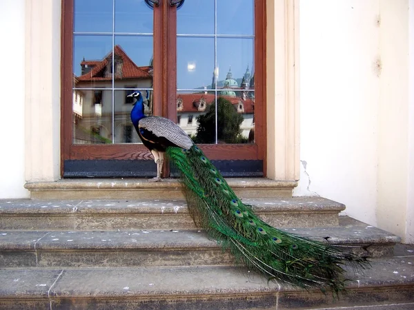 stock image Peacock and reflection of the old town