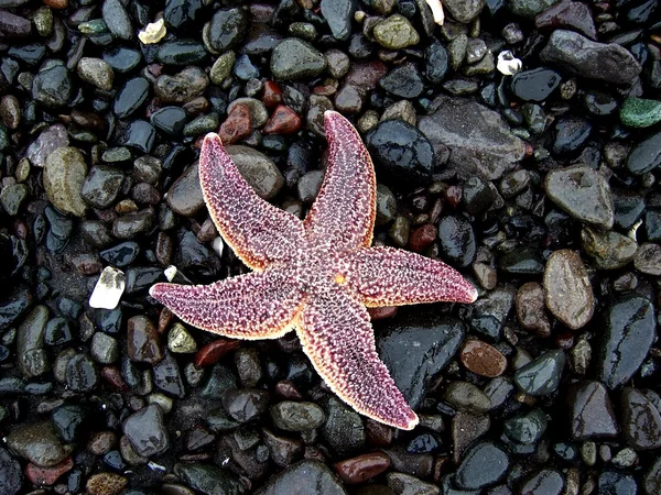 Stock image Starfish on the pebble background