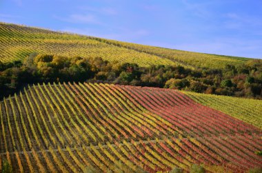 Vineyards in autumn clipart