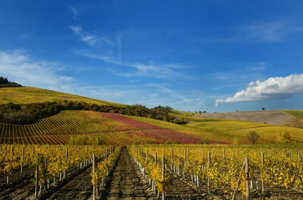 Vineyards in autumn — Stock Photo, Image