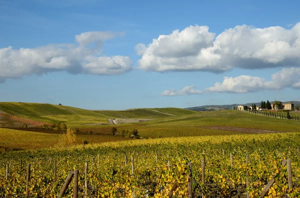Wijngaarden in de herfst — Stockfoto