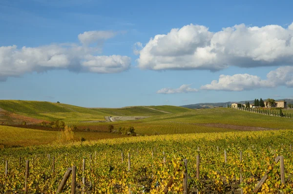 Виноградники осенью — стоковое фото