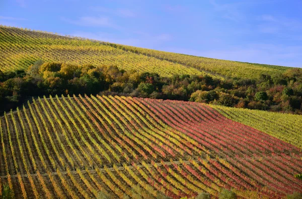 Viinitarhat syksyllä — kuvapankkivalokuva