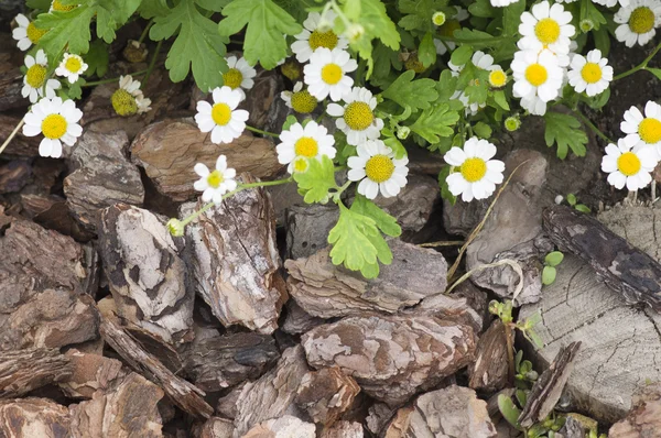 stock image Autumn flowers