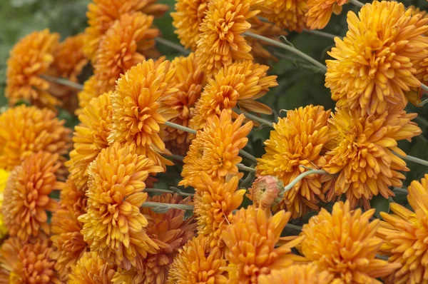 Flores naranjas de otoño —  Fotos de Stock