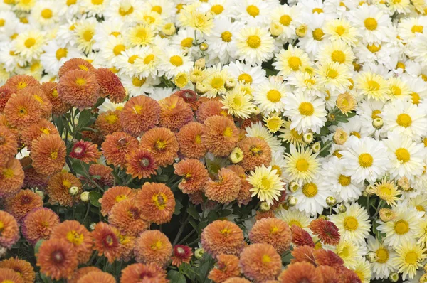 stock image Autumn flowers