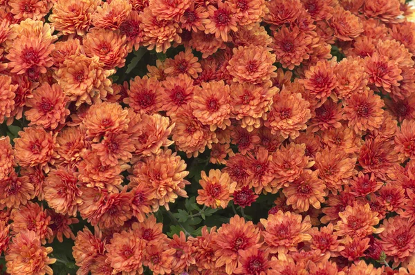 Herbstblumen — Stockfoto