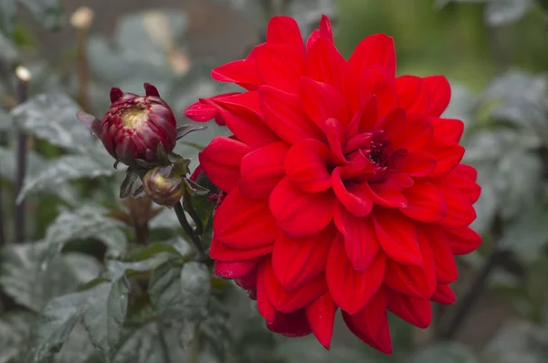 stock image Autumn flowers