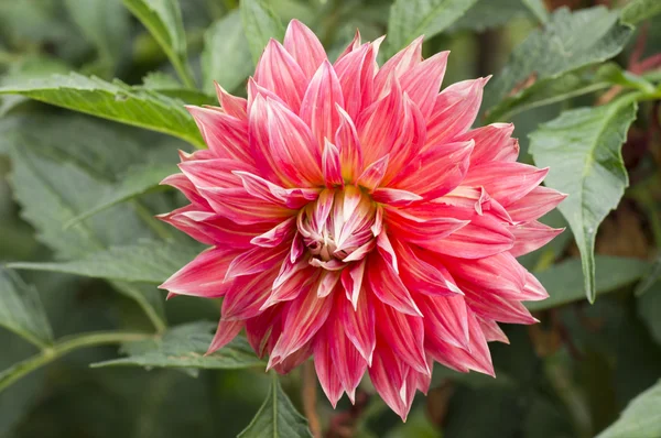 stock image Autumn flowers