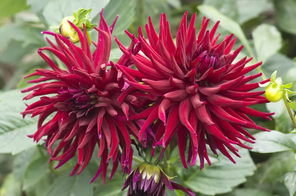 stock image Autumn flowers