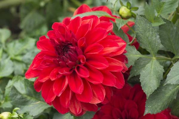 stock image Autumn flowers