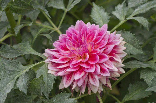 stock image Autumn flowers