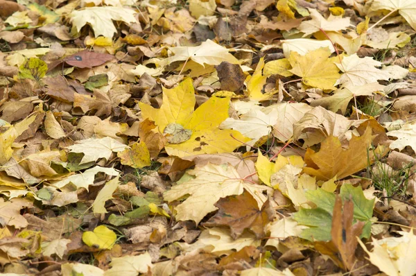 Фон опалого кленового листя — стокове фото
