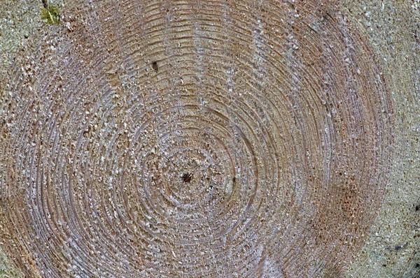 Annual tree rings — Stock Photo, Image