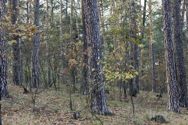 Pine grove — Stockfoto