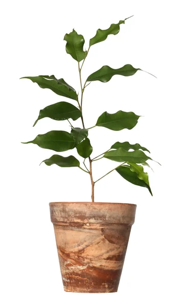 Ficus benjamina. — Stock Fotó
