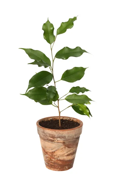Ficus benjamina. — Stock Fotó