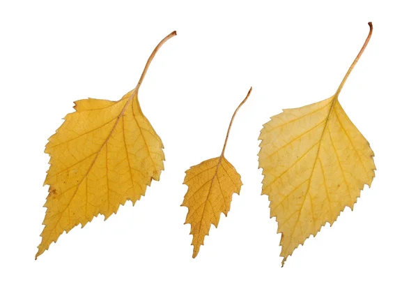 Birch leaves. — Stock Photo, Image