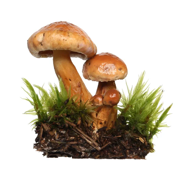 蘑菇. — 图库照片