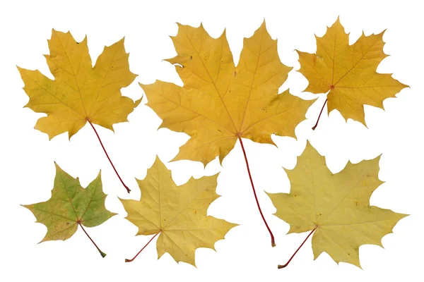 Autumn leaves. — Stock Photo, Image