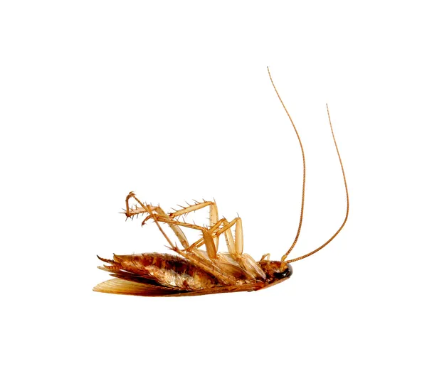 Cucaracha muerta . — Foto de Stock