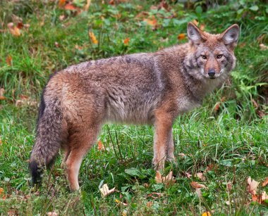 Coyote Looking at the Camera clipart