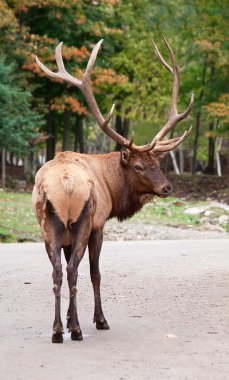 Male Elk Looking Back at the Camera clipart