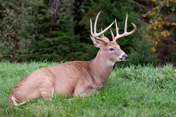 Male Deer Laying on the Grass — Stock Photo, Image