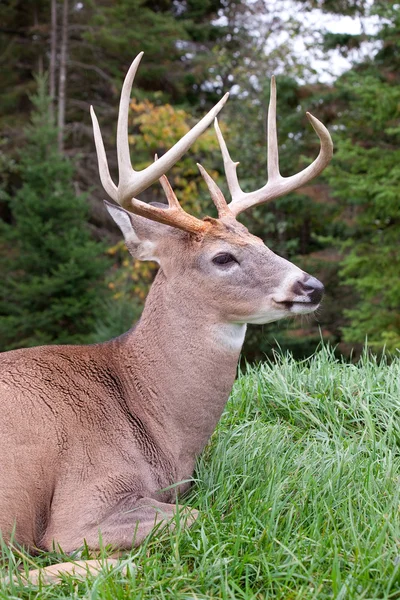 Male Deer — Stock Photo, Image