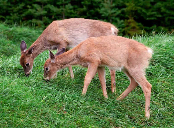 Fawns eating grass — Stock Photo, Image