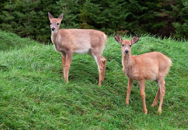 Fawns Looking at the Camera — Stock Photo, Image
