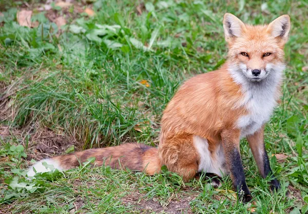 狐狸看摄像机 — 图库照片