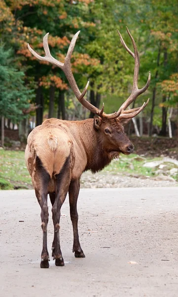 Elk masculino olhando para trás para a câmera — Fotografia de Stock