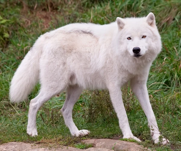 北極のオオカミ カメラを見て — ストック写真
